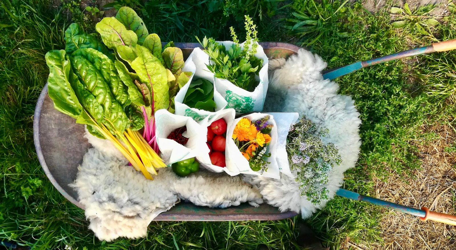Plant-based dish by Skarabo Life