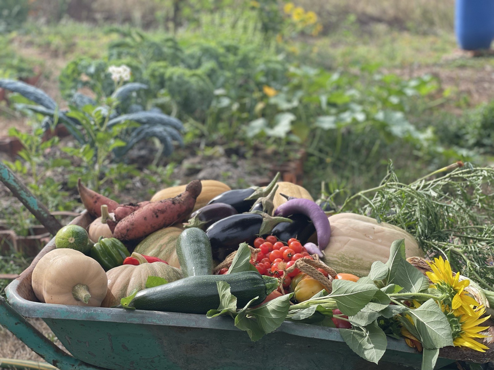A teal wheelbarrow overflowing with just-harvested squash, aubergines, tomatoes, herbs and sunflowers in a Portuguese vegetable garden
